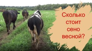 Сколько стоит весной сено?