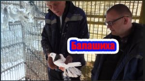 Мраморные шейки Сергея город Балашиха