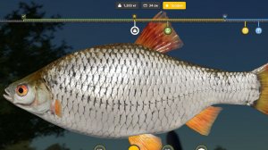 РР4 НЕВЕРОЯТНАЯ РАЗДАЧА ТРОФЕЙНОЙ ПЛОТВЫ !!!