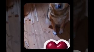 1000052215.mp4 (Собака наблюдает за устройством лестницы на 2-ой этаж в доме А-фрейм)