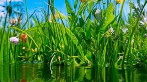 Fruitiger aero music mix 4K