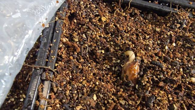 какао 
как вырастить какао