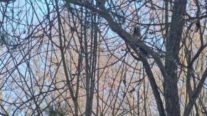 16-03-2026Шустрик