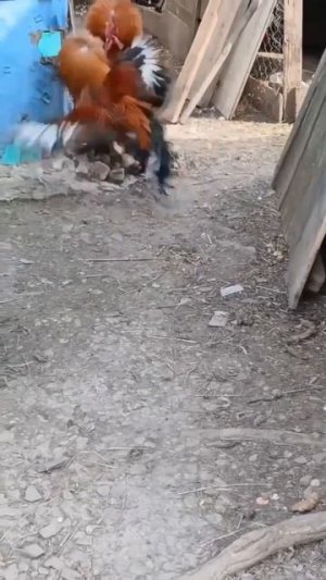 неожиданная встреча