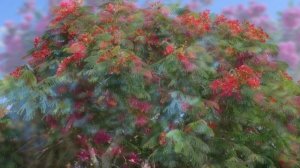 Karina Gembicky Poem «My Dream»