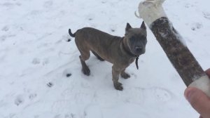 Варвара с купированными ушками . Как по мне , все эврибади