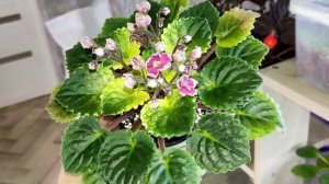 Фиалки у Алисы. Мои покупочки.