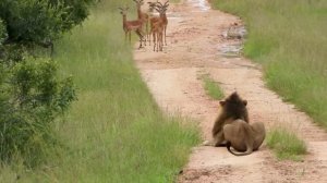 Эти Безумные Случаи с Животными Шокировали Интернет! Снято на Камеру!