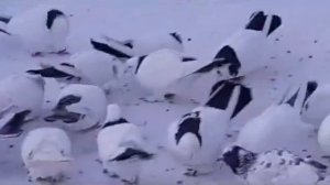 Голуби Абрашкина Андрея в Уфе! 26г