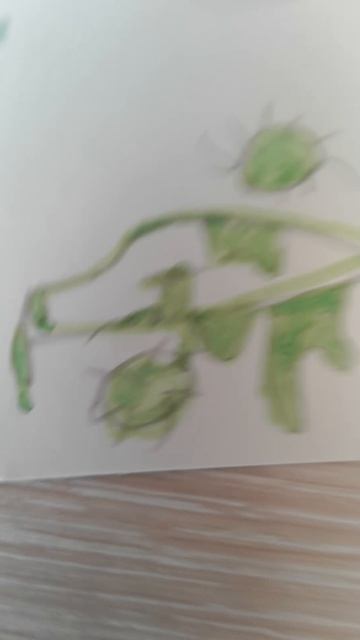 VID_20260316_111634.mp4