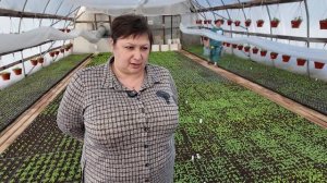 От цветов до капусты. Сельхозпредприятия готовятся к старту продаж рассады
