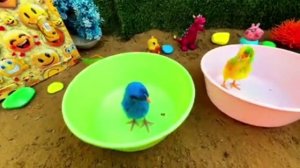 Рыбки в аквариуме