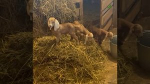 Козьи морды, которые вас точно очаруют. Новый проект «Пушистые истории» на всех площадках «АиФ»