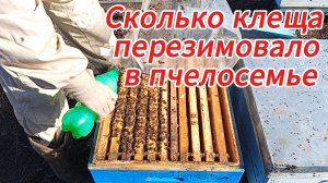 Первая весенняя обработка от клеща варроа.