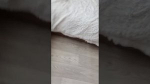 я одна дома