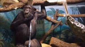 Шимпанзе Люся хвастается новым рюкзаком 05.03.2026