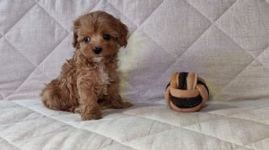 Кавапу девочка