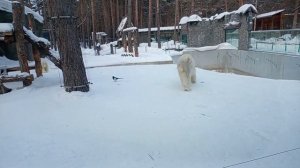 Белые медведицы Белка и Стрелка в ожидании завтрака 10.03.2026