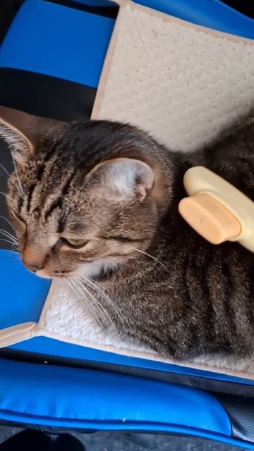 Расческа для кошек и собак 
Артикул 758348548