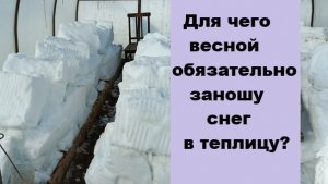 Для чего весной ОБЯЗАТЕЛЬНО НУЖНО заносить снег в теплицу?