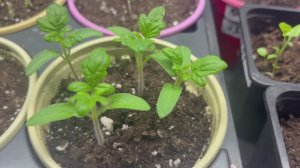 Томаты для теплицы взошли все.