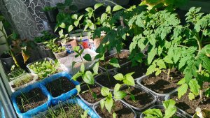 Не дайте себя обмануть! Покупки для огорода без которых можно обойтись.