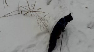 Мишкины прогулки, слайд-шоу.