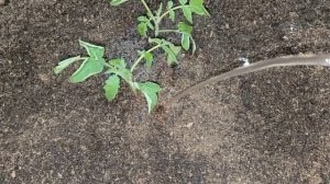 1 ЛОЖКА в ЛУНКУ под ТОМАТЫ ПЕРЦЫ ОГУРЦЫ и вмиг ЗАПЛОДОНОСЯТ собираю урожай тоннами