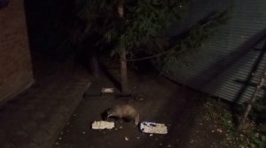 рубрика, архивные видео про барсучат