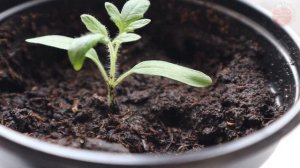 Как правильный полив всходов помидор и перца полностью меняет качество рассады!?