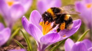 Первоцветы и насекомые  пробудились после зимы в Ботаническом саду Петра Великого в Санкт-Петербурге