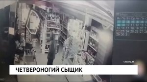 Собака поймала вора