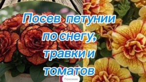 Посев петунии по снегу, травки для кошек и томатов.Обзор всходов перца 16.03.26.