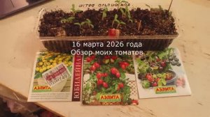 13 марта 2026 года обзор рассады томатов. #13марта, #рассадатоматов, #обзоррассадытоматов, #томаты