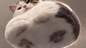 ФМ на "Ригонду моно". Вариометр на блок ИП-2А в г. Нижний Тагил. 87-108,5 мгц.