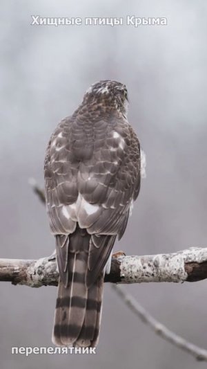 Хищные птицы Крыма