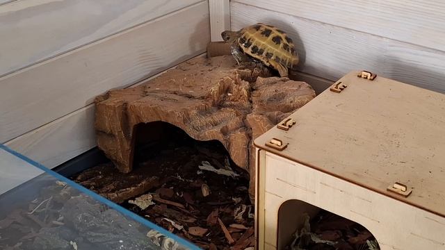 Черепашка Джесси карабкается на укрытие