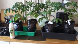 16.03.26г Обзор Рассады Пересадка Томатов Посеяла Салат и Свеклу