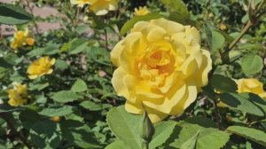 Губами губ твоих коснусь Песни о любви про любовь для души под гитару.