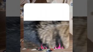 1000052190.mp4 (Собака наблюдает за устройством лестницы на 2-ой этаж в доме А-фрейм)