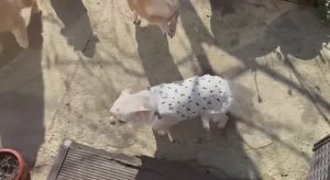 Все плотно подкрепились, а у Лялюшки новое платье.