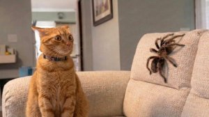 Сумасшедшие кошки против диких животных. Вы не сможете перестать смеяться