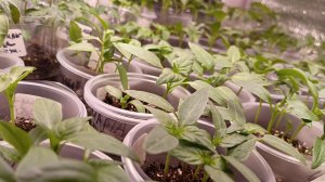 С такими сортами ТОМАТОВ вы не останетесь без урожая!