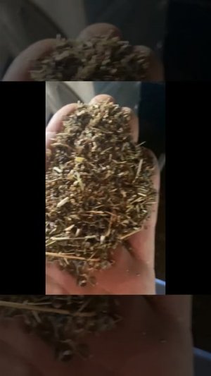 Очистка люцерны На ЗСК - 70 и Петкусе!