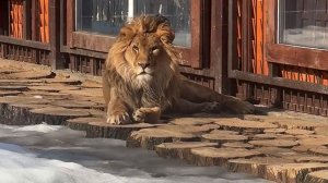 Шерханушка вам шлёт привет весенний  Стихи о Шерхане от Екатерины.