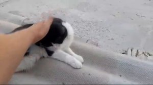 Этот кот научился выпрашивать еду… и это невозможно игнорировать! 🐱🥺