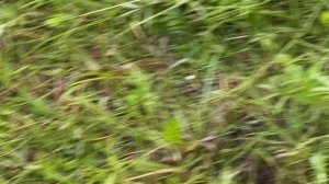 Судак и щука