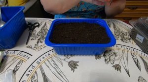 Посадка лука-порея и перца на рассаду