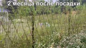 ПАВИВА Отзывы от наших заказчиков живая изгородь ,плетёные деревья, видео и фото из наших прутьев