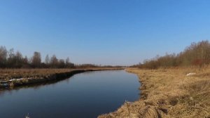 14 марта 2026 / Драка ворон над Ижорой / Цапля